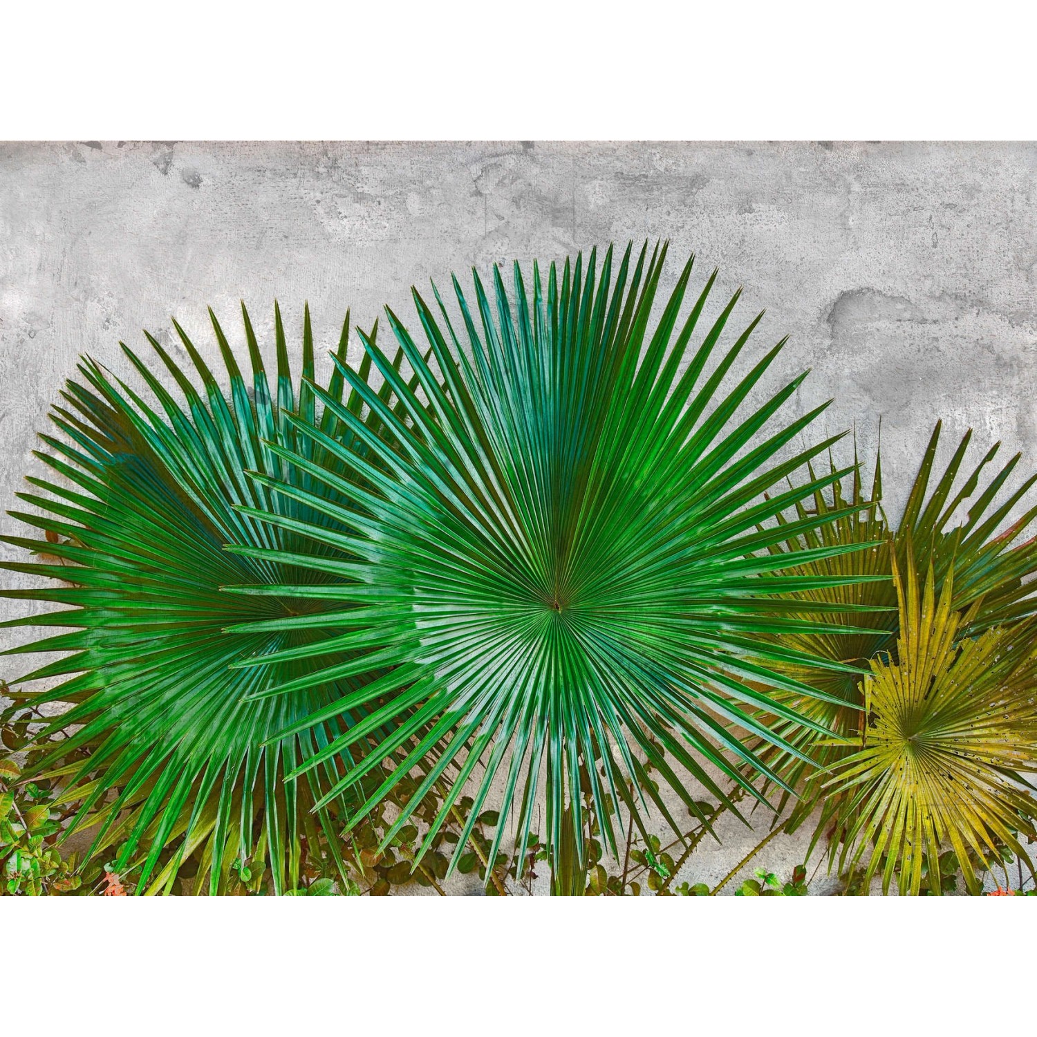 Fototapete Palmen Blätter Grün Grau 3,50 m x 2,55 m FSC® von -