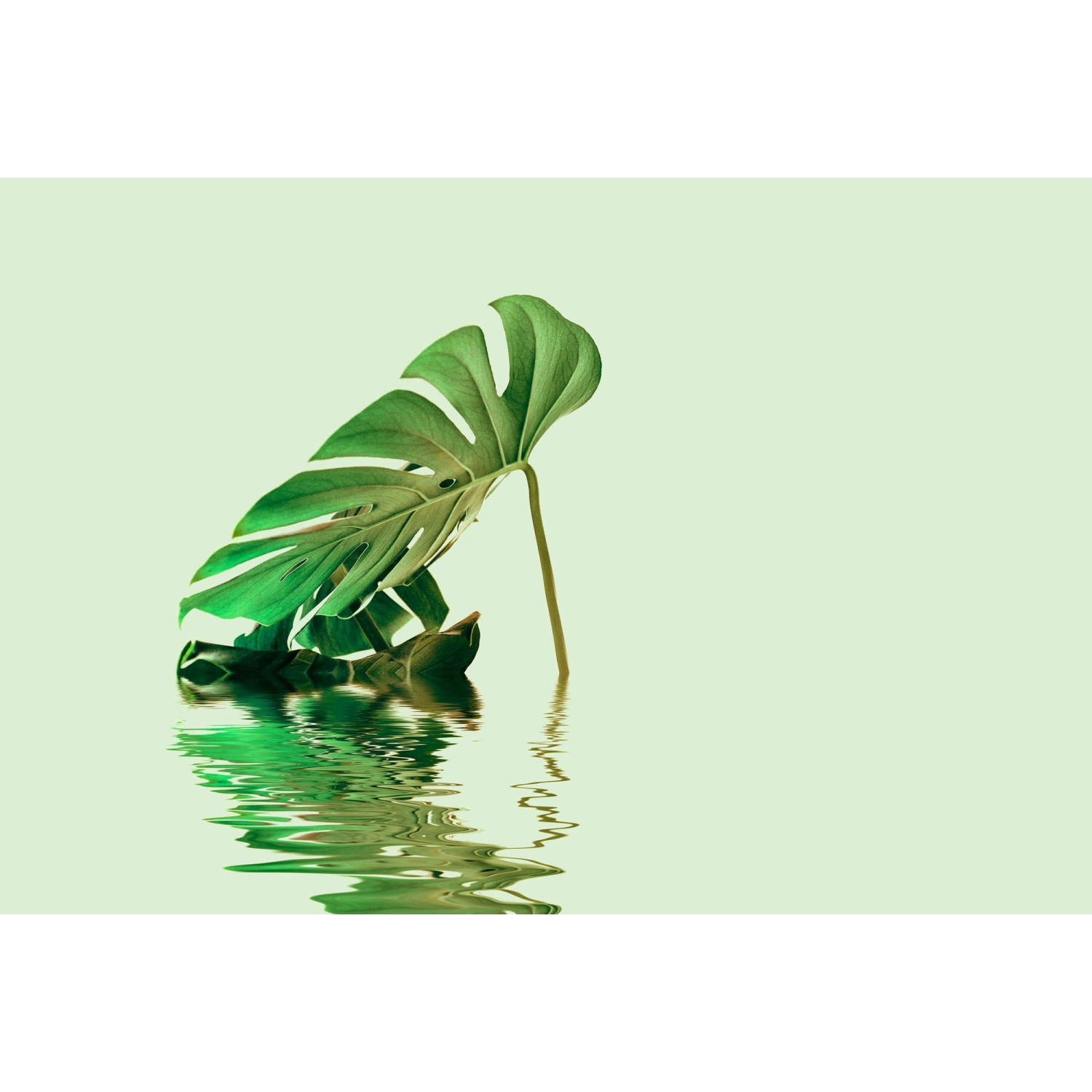 Fototapete Palmen Blätter Monstera Wasser Grün Blau  4,00 m x 2,70 m FSC® von -