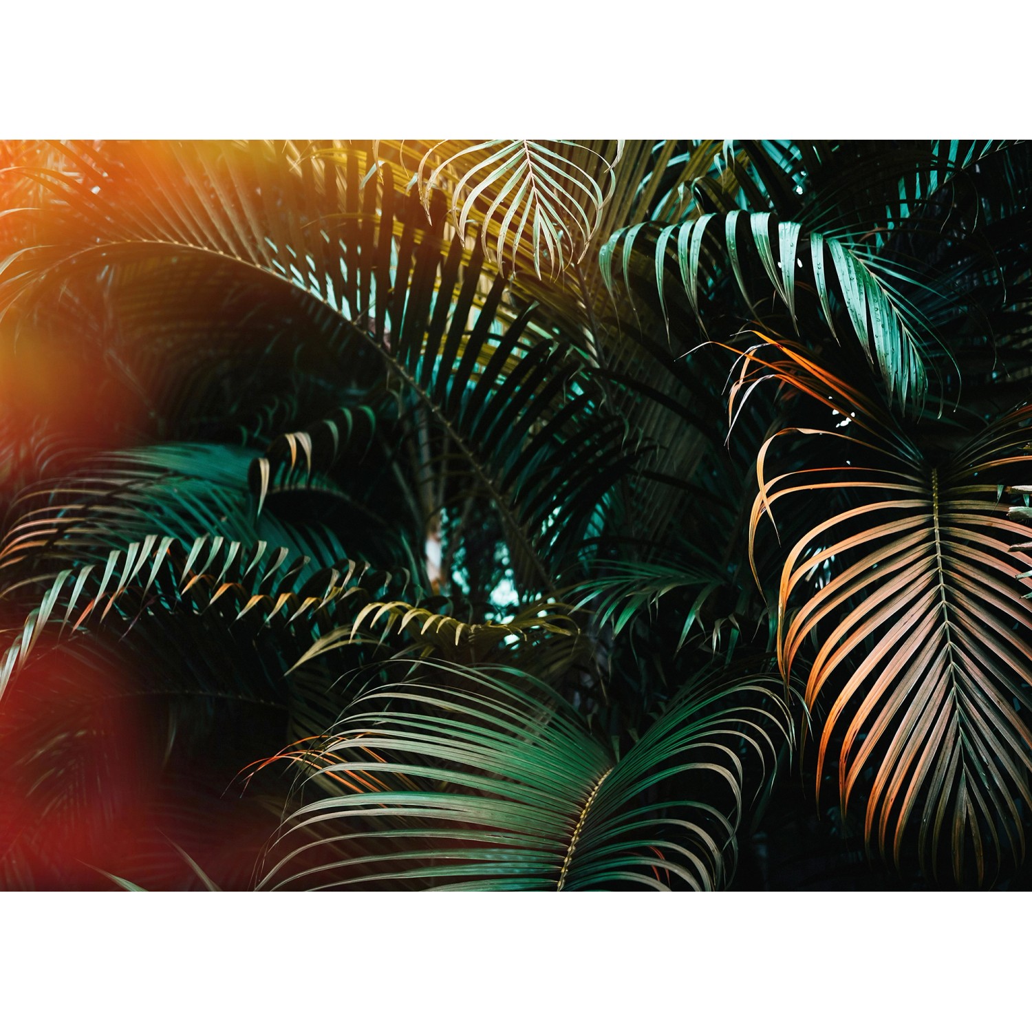 Fototapete Palmenblätter Grün Gelb Orange 3,50 m x 2,55 m FSC® von -
