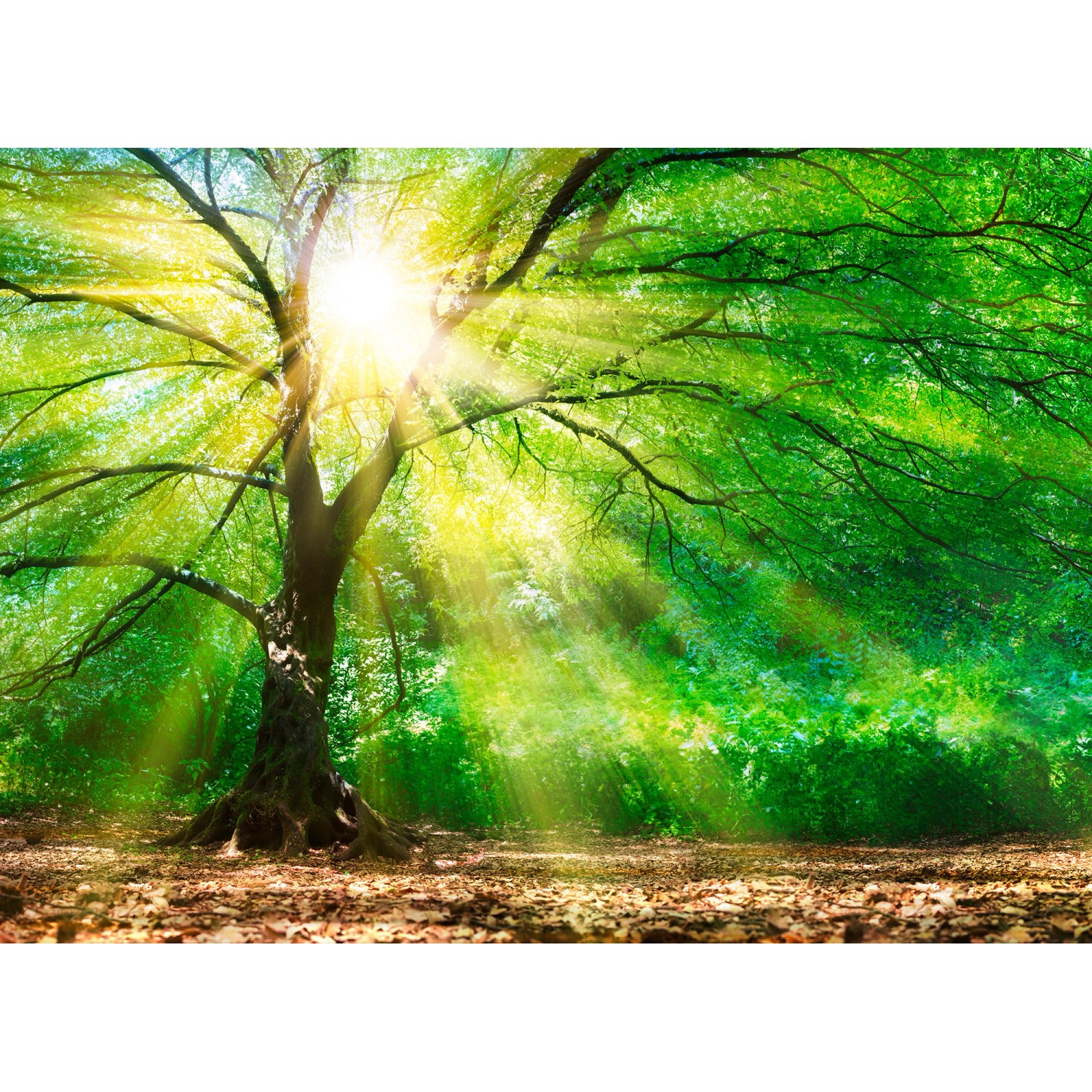 Fototapete Wald Sonnenstrahlen Grün Gelb Braun 3,50 m x 2,55 m FSC® von -