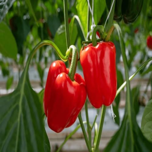 10 Stück Paprika-Gemüsesamen, rot 10 Stück Paprika-Gemüsesamen, rot von junkondra