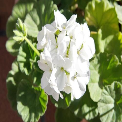 100 Stück Blühende neue Geranienblumensamen Weiß 100 Stück Blühende neue Geranienblumensamen Weiß von junkondra