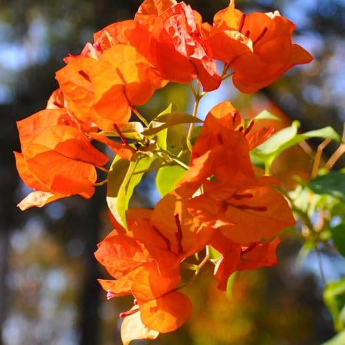 100 Stück Bougainvillea Blumensamen Orange für die Gartenarbeit 100 Stück Bougainvillea Blumensamen Orange für die Gartenarbeit von junkondra