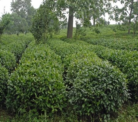 100 Stück Camellia sinensis Pflanzensamen 100 Stück Camellia sinensis Pflanzensamen von junkondra