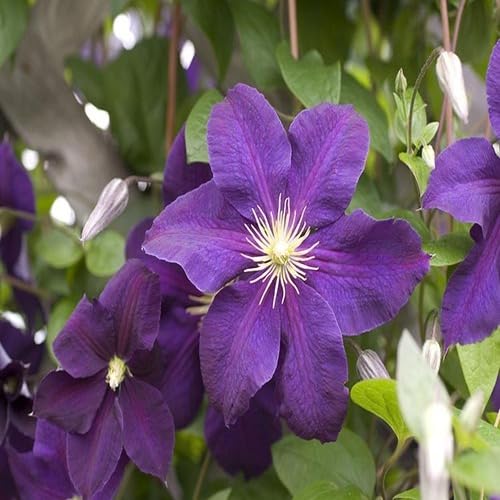 100 Stück Clematis-Blumensamen Violett 100 Stück Clematis-Blumensamen Violett von junkondra