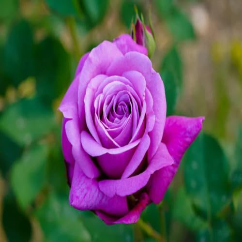 100 Stück Frische neue Rosenblütensamen Lila 100 Stück Frische neue Rosenblütensamen Lila von junkondra