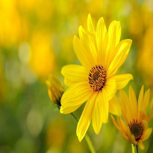 100 Stück Gänseblümchen-Blumensamen, gelb, für die Gartenarbeit 100 Stück Gänseblümchen-Blumensamen, gelb, für die Gartenarbeit von junkondra