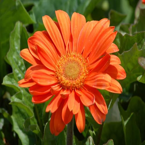 100 Stück Gänseblümchensamen orange für den Garten 100 Stück Gänseblümchensamen orange für den Garten von junkondra