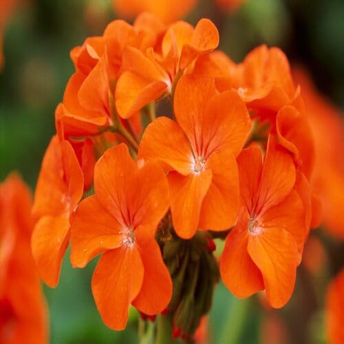 100 Stück Geranienblumensamen Orange zum Anpflanzen 100 Stück Geranienblumensamen Orange zum Anpflanzen von junkondra
