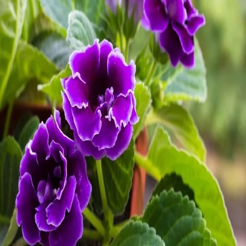 100 Stück Gloxinia-Blumensamen, 100 Stück, Lila 100 Stück Gloxinia-Blumensamen, 100 Stück, Lila von junkondra