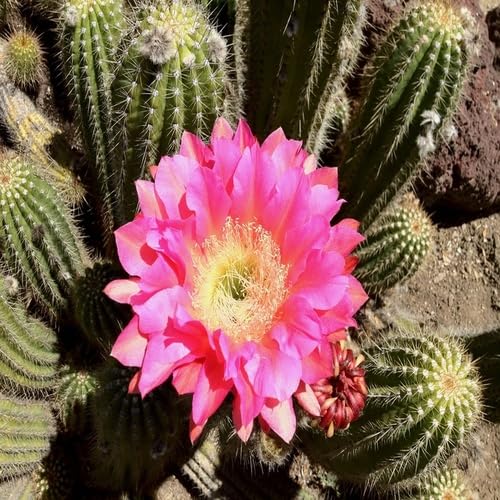 100 Stück Kaktusblütensamen zum Anpflanzen von Rosa 100 Stück Kaktusblütensamen zum Anpflanzen von Rosa von junkondra