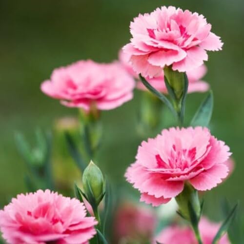 100 Stück Neue Riesennelken-Blumensamen Rosa 100 Stück Neue Riesennelken-Blumensamen Rosa von junkondra