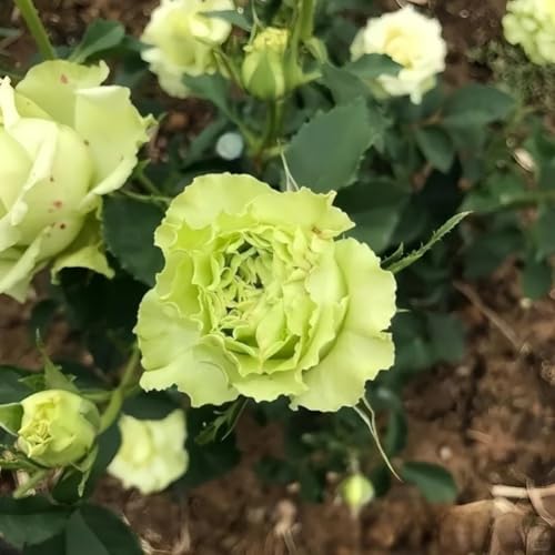 100 Stück Neue Riesenrosensamen Grün 100 Stück Neue Riesenrosensamen Grün von junkondra