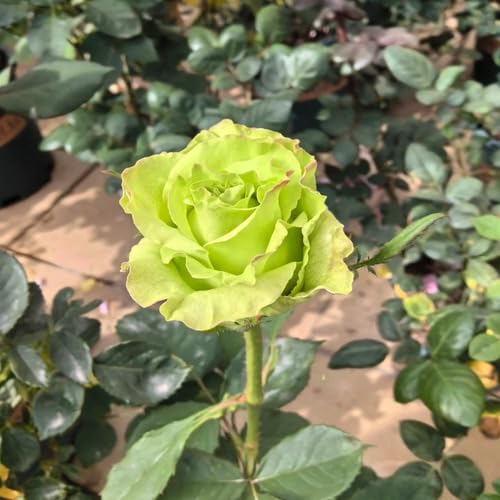 100 Stück Neue Rosenblütensamen Grün 100 Stück Neue Rosenblütensamen Grün von junkondra