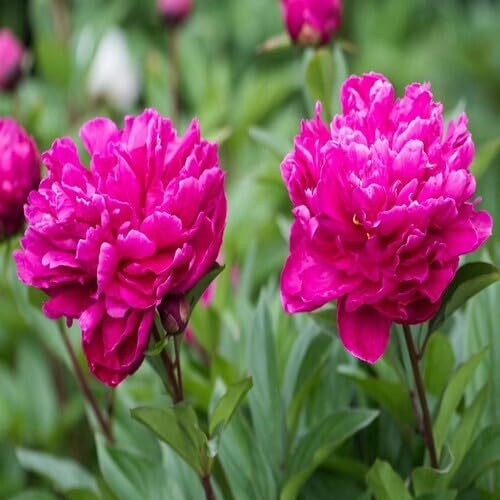 100 Stück Pfingstrosen-Blumensamen, Rosa 100 Stück Pfingstrosen-Blumensamen, Rosa von junkondra