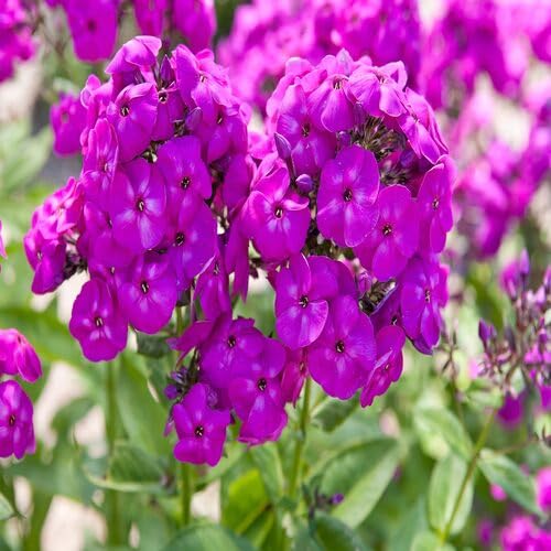 100 Stück Phlox-Blumensamen New Giant Purple 100 Stück Phlox-Blumensamen New Giant Purple von junkondra