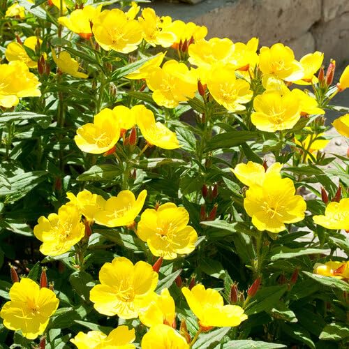 100 Stück Primel-Blumensamen, gelb 100 Stück Primel-Blumensamen, gelb von junkondra