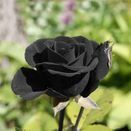100 Stück Rosenblütensamen Schwarz 100 Stück Rosenblütensamen Schwarz von junkondra