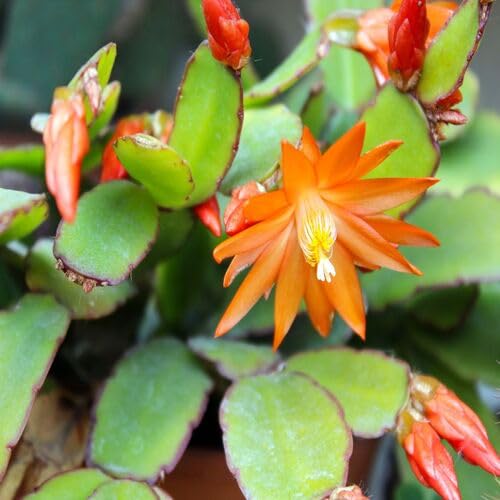 100 Stück Schlumbergera Blumensamen Orange zum Anpflanzen 100 Stück Schlumbergera Blumensamen Orange zum Anpflanzen von junkondra