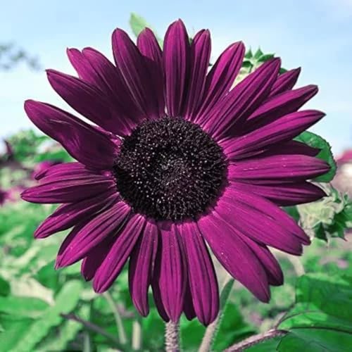 100 Stück Sonnenblumenkerne Lila 100 Stück Sonnenblumenkerne Lila von junkondra
