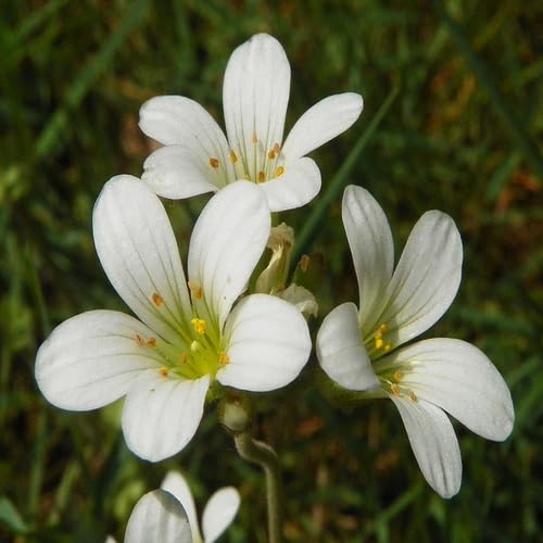 100 Stück Steinbrech-Blumensamen, weiß 100 Stück Steinbrech-Blumensamen, weiß von junkondra