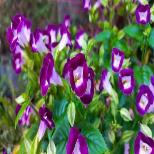 100 Stück Torenia Blumensamen Weiß Lila 100 Stück Torenia Blumensamen Weiß Lila von junkondra