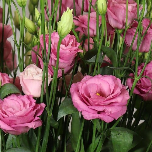 100 Stück frische Lisianthus-Blumensamen, Rosa 100 Stück frische Lisianthus-Blumensamen, Rosa von junkondra
