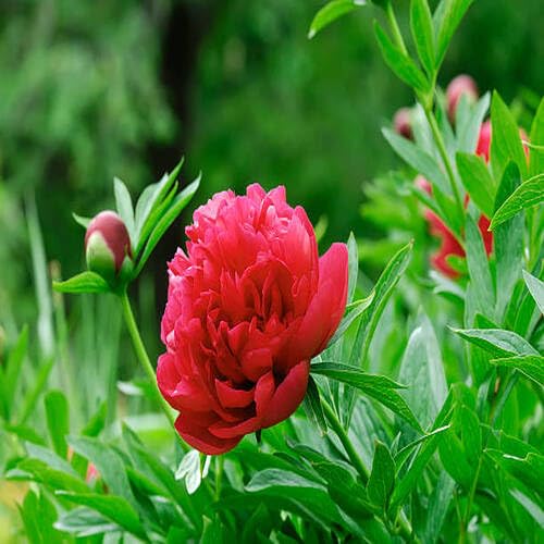 100 Stück mehrjährige Pfingstrosen-Blumensamen, 100 Stück, rot 100 Stück mehrjährige Pfingstrosen-Blumensamen, 100 Stück, rot von junkondra