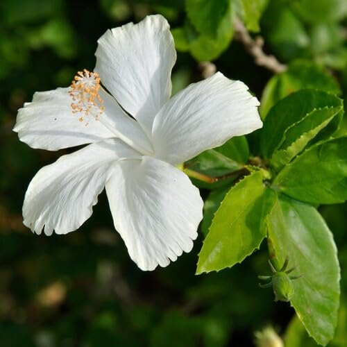 100 Stück neue Hibiskusblütensamen weiß für den Anbau 100 Stück neue Hibiskusblütensamen weiß für den Anbau von junkondra