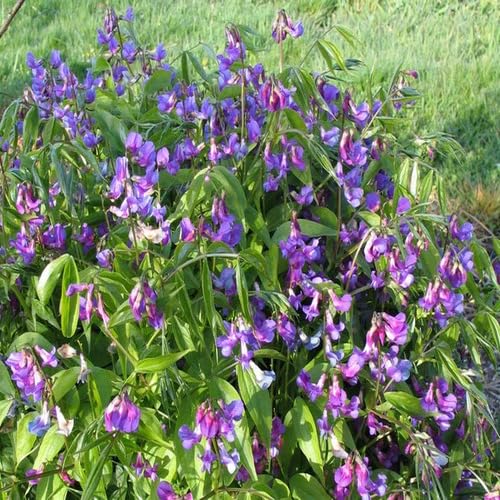 100 Stück neue Lathyrus-Blumensamen Lila 100 Stück neue Lathyrus-Blumensamen Lila von junkondra