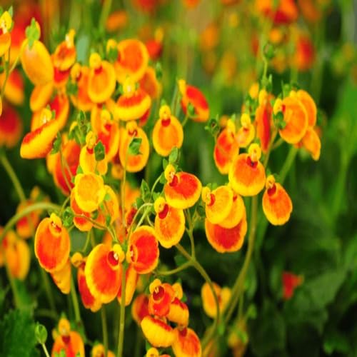 100 Stück neue Riesen-Calceolaria-Blumensamen, gelb-orange 100 Stück neue Riesen-Calceolaria-Blumensamen, gelb-orange von junkondra