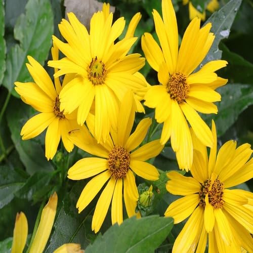 100 Stück neue Riesen-Gänseblümchen-Blumensamen gelb für die Gartenarbeit 100 Stück neue Riesen-Gänseblümchen-Blumensamen gelb für die Gartenarbeit von junkondra