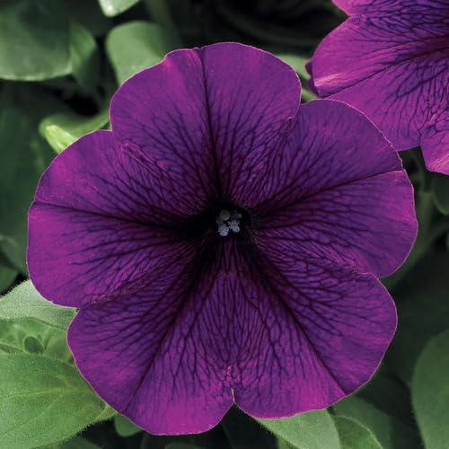 100 Stück neue Riesen-Petunien-Blumensamen, lila 100 Stück neue Riesen-Petunien-Blumensamen, lila von junkondra