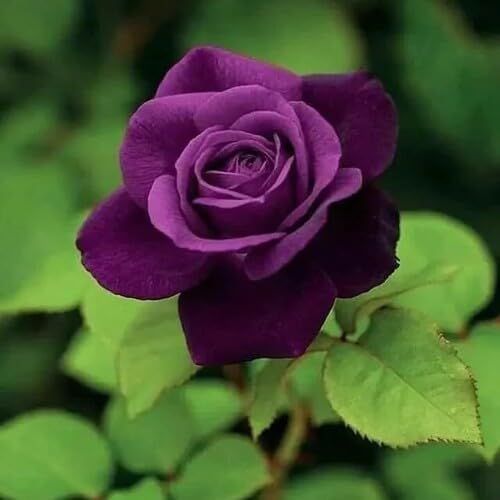 100 Stück neue Riesenrose Blumensamen Violett 100 Stück neue Riesenrose Blumensamen Violett von junkondra