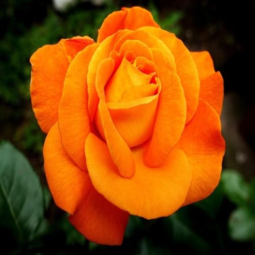 100 Stück neue Rosenblütensamen Orange 100 Stück neue Rosenblütensamen Orange von junkondra
