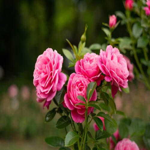 100 Stück neue Rosenblütensamen Rosa 100 Stück neue Rosenblütensamen Rosa von junkondra