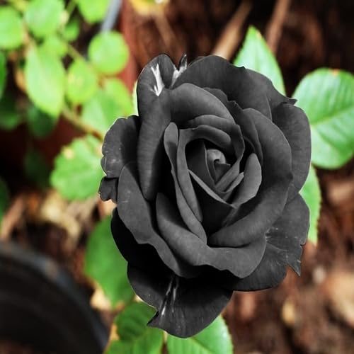 100 Stück neue Rosenblütensamen Schwarz 100 Stück neue Rosenblütensamen Schwarz von junkondra