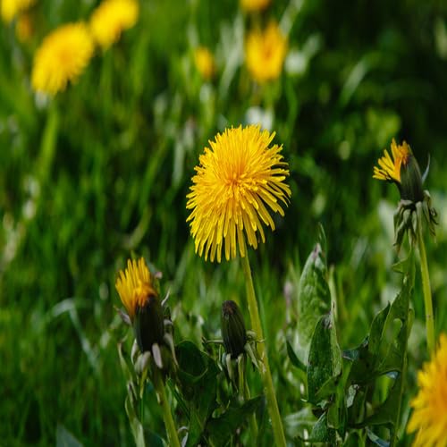100 Stück neue frische Löwenzahnblütensamen gelb 100 Stück neue frische Löwenzahnblütensamen gelb von junkondra