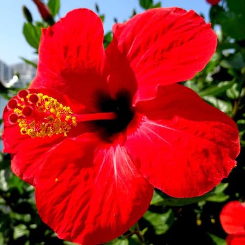 100 Stück neue riesige Hibiskusblütensamen rot für den Anbau 100 Stück neue riesige Hibiskusblütensamen rot für den Anbau von junkondra