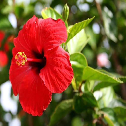 100 Stück neue riesige Hibiskusblütensamen rot für den Anbau 100 Stück neue riesige Hibiskusblütensamen rot für den Anbau von junkondra