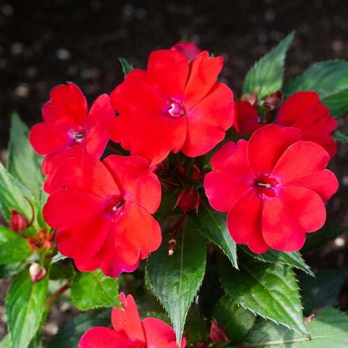 100 Stück riesige neue frische Impatiens Blumensamen rot 100 Stück riesige neue frische Impatiens Blumensamen rot von junkondra