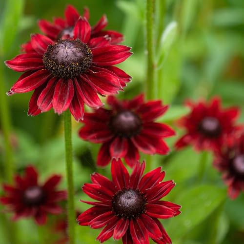 100 stücke Neue Neue Frische Rudbeckia Blumensamen Rot 100 stücke Neue Neue Frische Rudbeckia Blumensamen Rot von junkondra