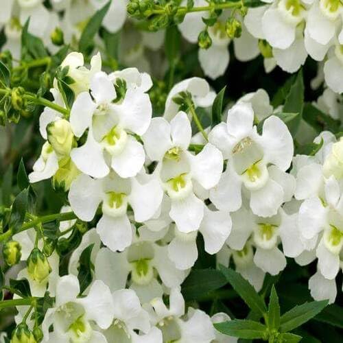 Angelonia Blumensamen Weiß 100 Stück Angelonia Blumensamen Weiß 100 Stück von junkondra