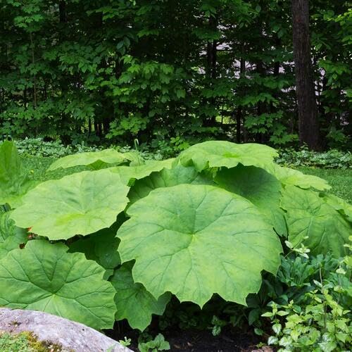Astilboides Pflanzensamen Grün 40 Stück Astilboides Pflanzensamen Grün 40 Stück von junkondra