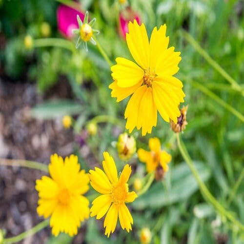 Coreopsis Blumensamen Gelb 100 Stück Coreopsis Blumensamen Gelb 100 Stück von junkondra