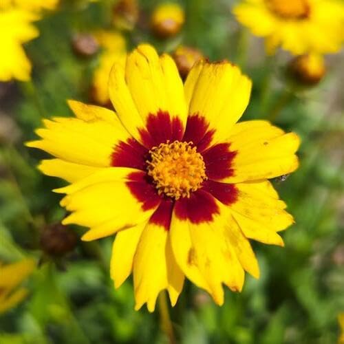 Coreopsis Blumensamen Gelb Rot 100 Stück Coreopsis Blumensamen Gelb Rot 100 Stück von junkondra
