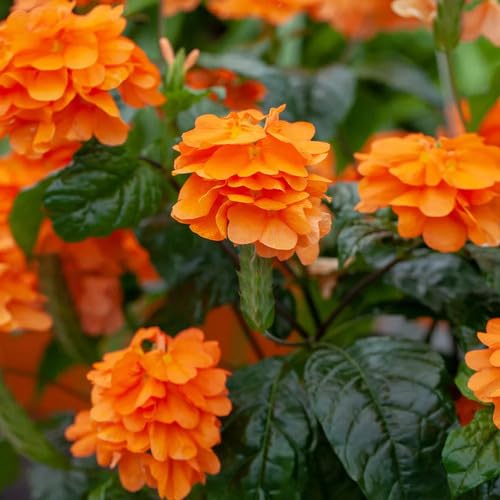 Crossandra Blumensamen Orange 100 Stück Crossandra Blumensamen Orange 100 Stück von junkondra