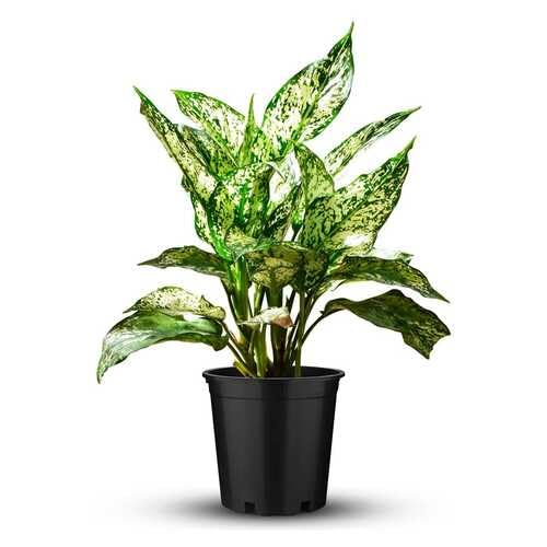 Frische Aglaonema Pflanzensamen Grün Weiß 30St Frische Aglaonema Pflanzensamen Grün Weiß 30St von junkondra