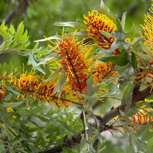 Frische Grevillea-Pflanzensamen, 50 Stück, Grün Frische Grevillea-Pflanzensamen, 50 Stück, Grün von junkondra