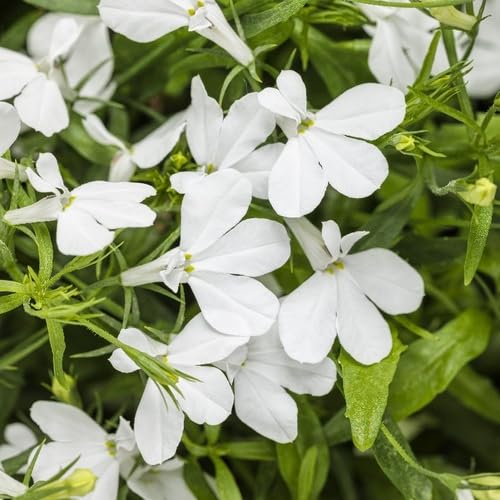 Frische Lobelia Regatta Blumensamen Weiß 100 Stück zum Anpflanzen Frische Lobelia Regatta Blumensamen Weiß 100 Stück zum Anpflanzen von junkondra
